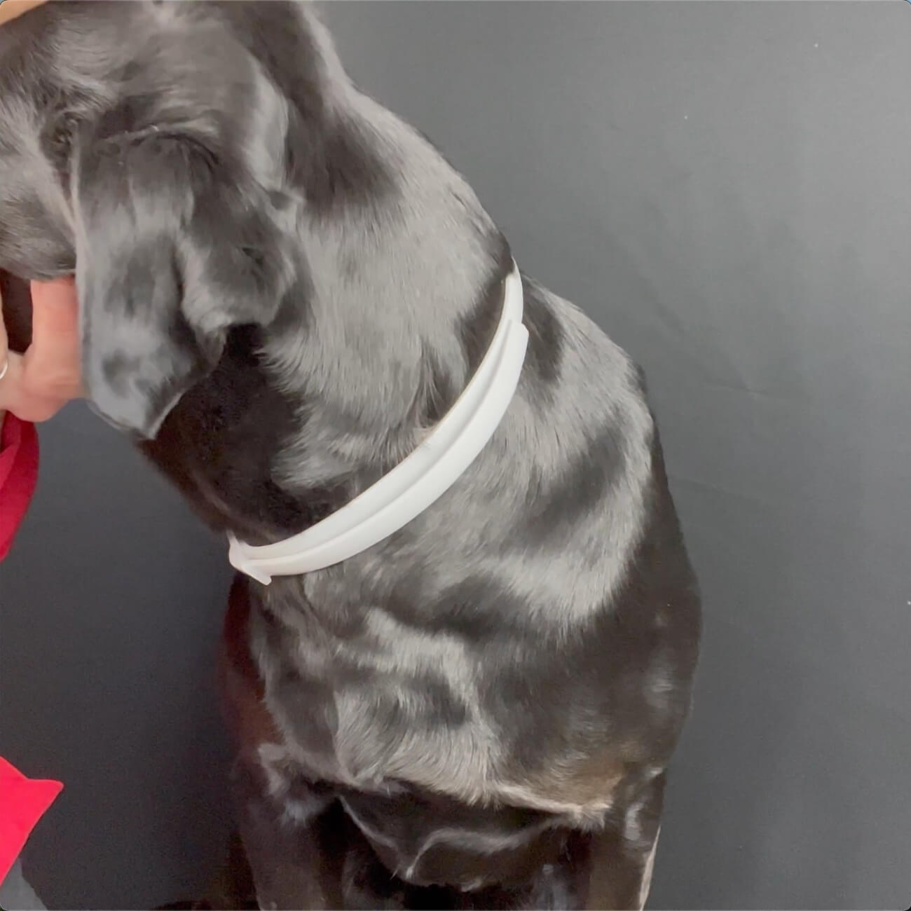 Stop Putting Chemicals on Your Dog. There Is a Better Way.