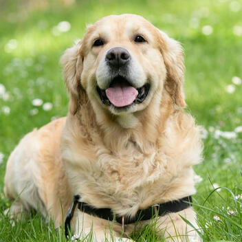 BestFleaTickCollars.best Independent Pet Health Review | March 2026